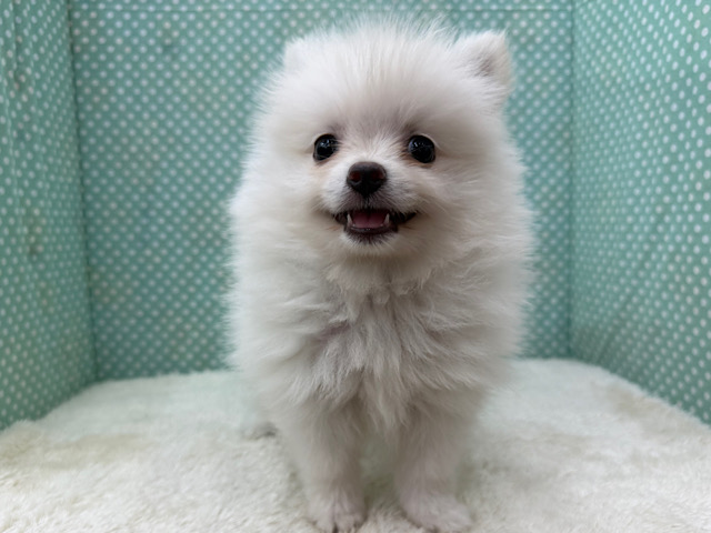 ポメラニアン