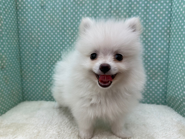 ふわふわ❣️にこにこスマイル😆元気まん参上💛ポメラニアンの男のコきました〜✨