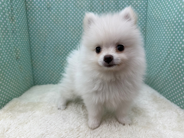 ポメラニアン