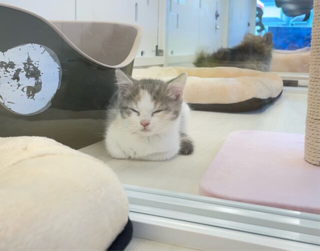 マンチカン