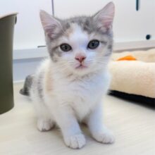 🐾いっぱいなでてにゃんヾ(´∀｀*)マンチカン(ダイリュートキャリコ)️️️🩵女の子💖2025年5月5日生まれ