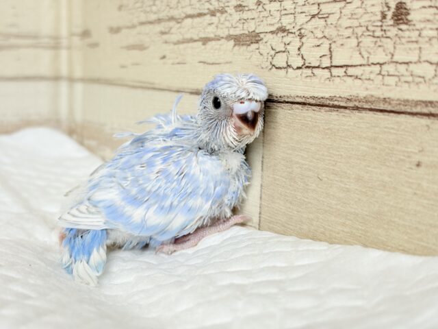 セキセイインコ
