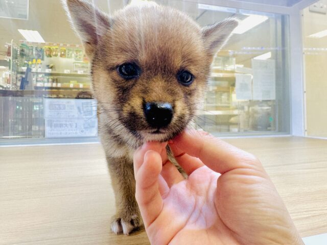 柴犬