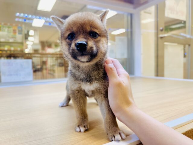 柴犬