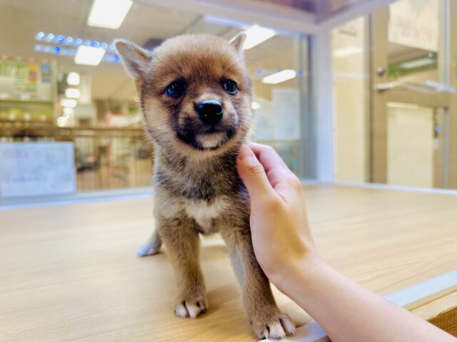 柴犬