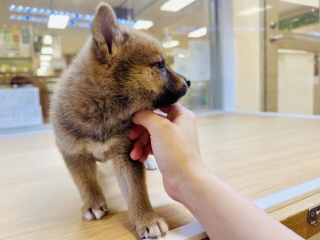 柴犬