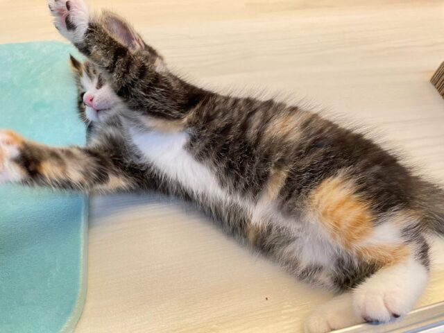 ミヌエット