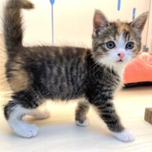 三毛猫にゃん🐈ミヌエット(キャリコ)💖女の子💖2025年5月31日生まれ