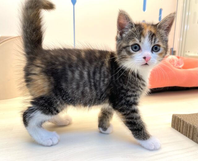 三毛猫にゃん🐈ミヌエット(キャリコ)💖女の子💖2025年5月31日生まれ