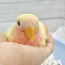 眩しいイエロー✨💖コザクラインコ（ルチノー）
