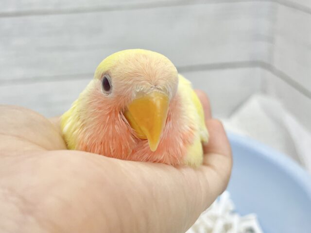 眩しいイエロー✨💖コザクラインコ（ルチノー）