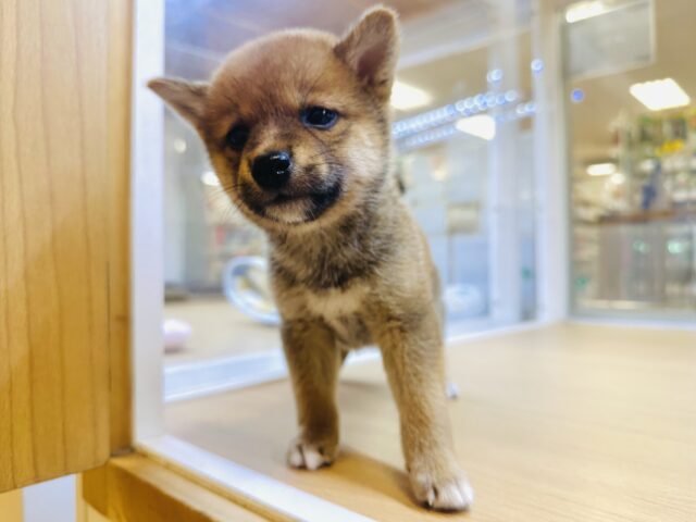 柴犬
