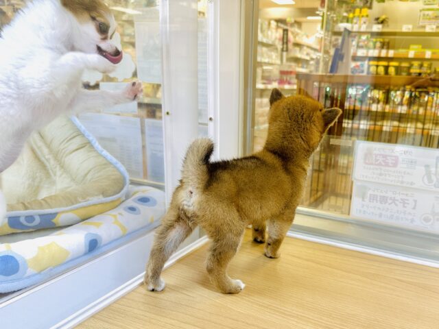 柴犬