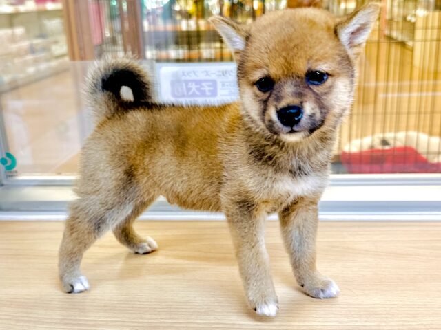 柴犬