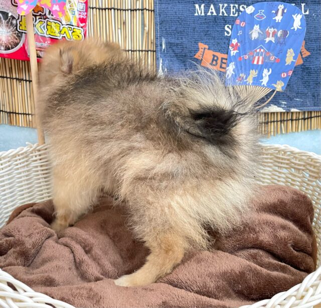 ポメラニアン
