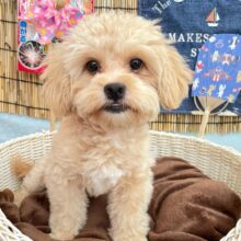 🐾マイペースBOY🐾ハーフ犬(ペキニーズ✖️トイプードル)🩵男の子🩵2025年2月1日生まれ