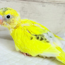 模様少なめ🫧ビビットイエロー💛セキセイインコ(ハルクイン) ヒナ