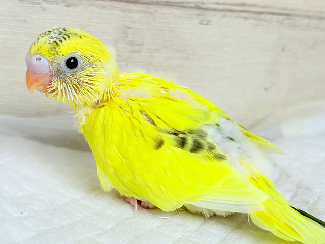模様少なめ🫧ビビットイエロー💛セキセイインコ(ハルクイン) ヒナ