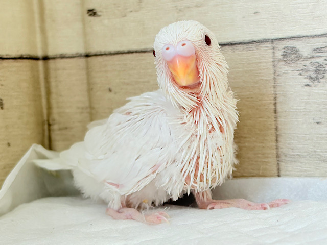 真っ白ふわふわ♡透明感溢れてる♡セキセイインコ(アルビノ) ヒナ