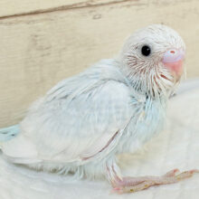 美鳥~♩♩淡々ソーダ🍹🫧セキセイインコ(スパングル) ヒナ