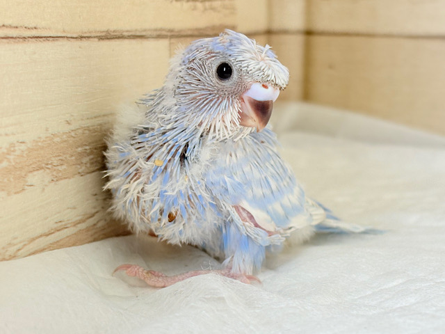 個性的‪☆なツムジがチャームポイント💫セキセイインコ(スパングル) ヒナ