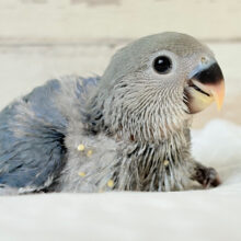 きらきらおめめに映る世界はどんなだろ🌍🫧コザクラインコ(バイオレット) ヒナ