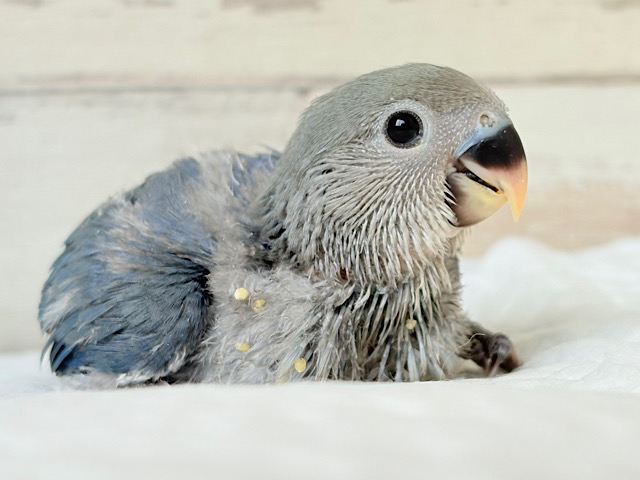 きらきらおめめに映る世界はどんなだろ🌍🫧コザクラインコ(バイオレット) ヒナ