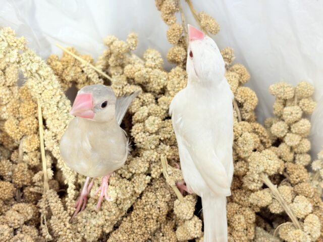 シルバーイノ文鳥
