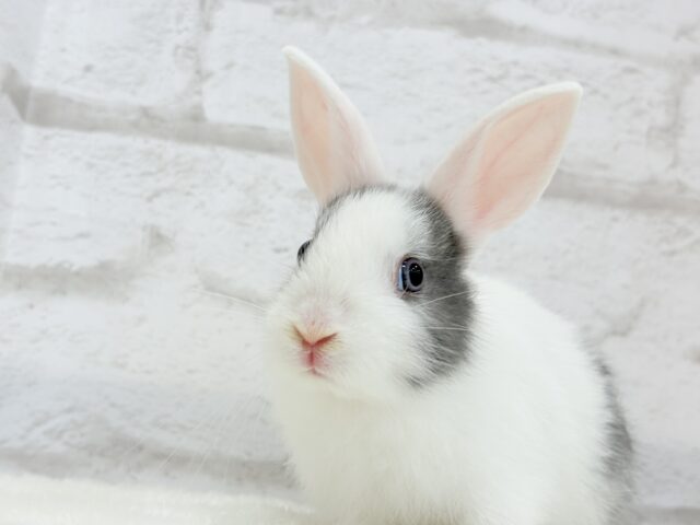 ミニウサギ