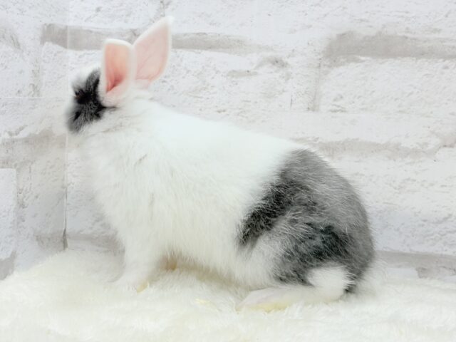 ミニウサギ