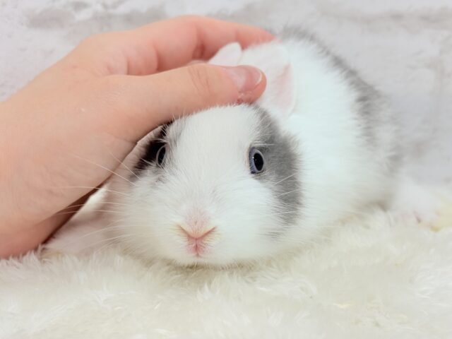 ミニウサギ