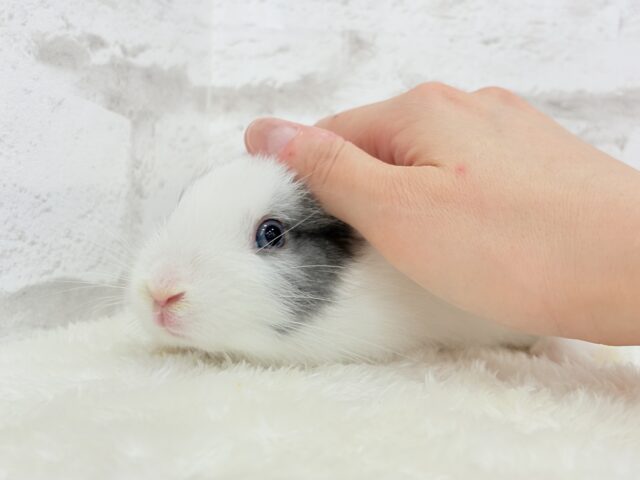 ミニウサギ