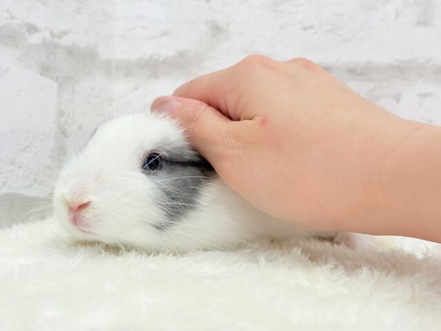 ミニウサギ