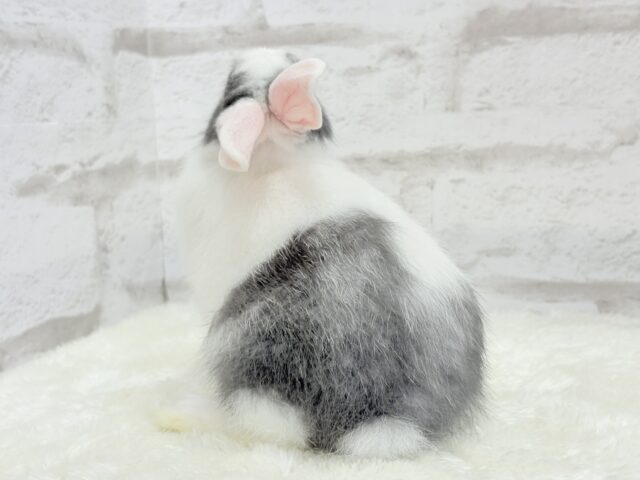 ミニウサギ