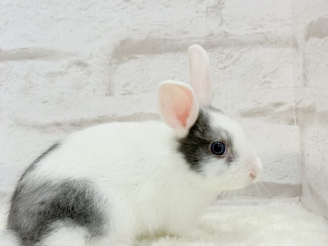 ミニウサギ
