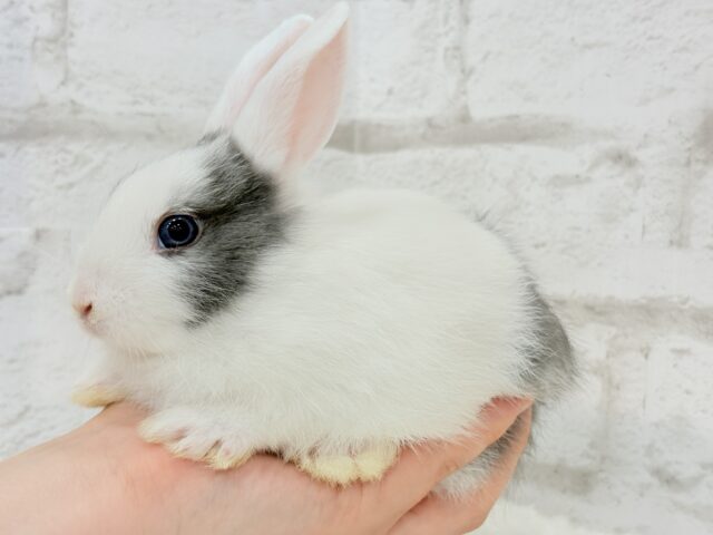 ミニウサギ