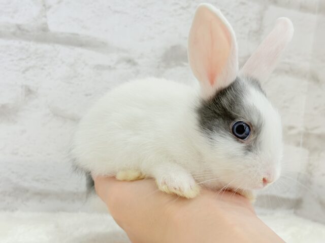 ミニウサギ