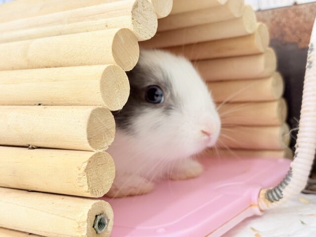 ミニウサギ