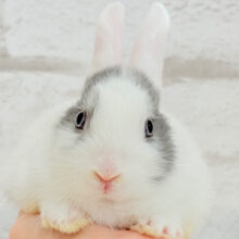 外国人風🫧美人うさぴょん🐰🍬ミニウサギ 女の子