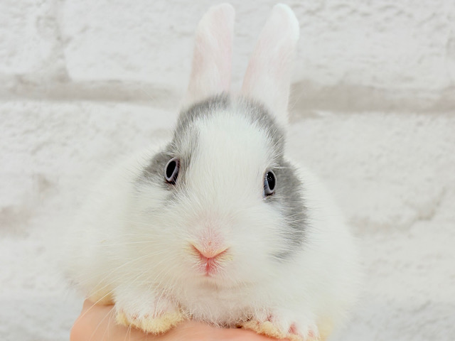 外国人風🫧美人うさぴょん🐰🍬ミニウサギ 女の子