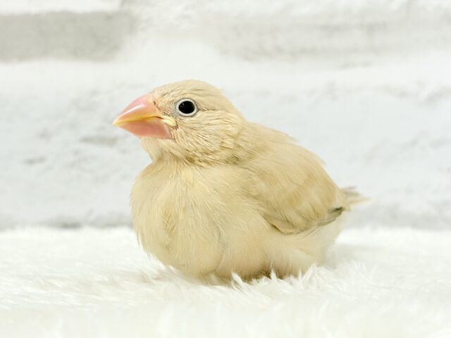 シナモン文鳥