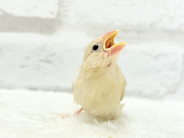 シナモン文鳥