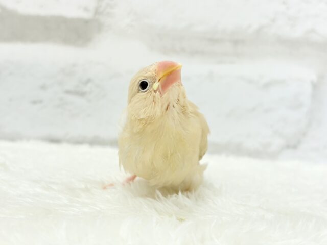 シナモン文鳥