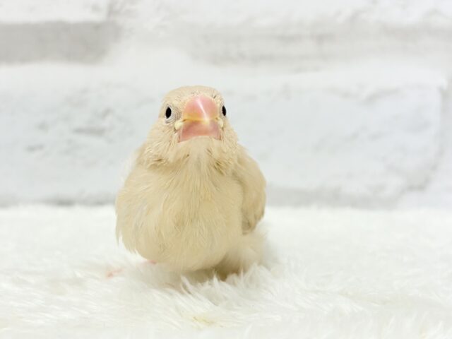 シナモン文鳥