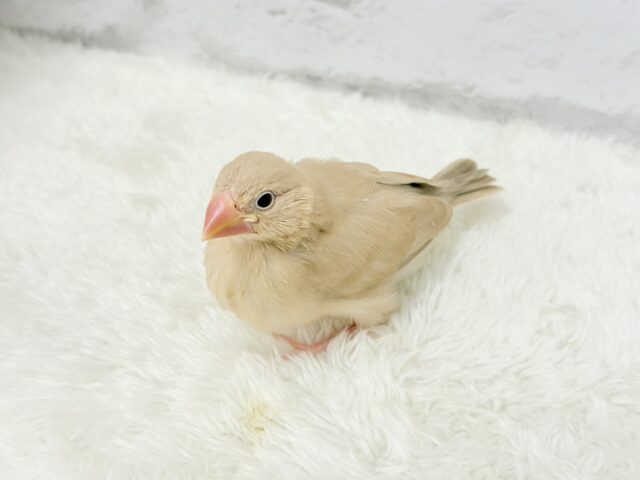シナモン文鳥
