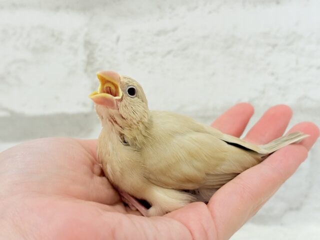 シナモン文鳥