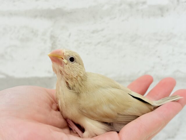シナモン文鳥