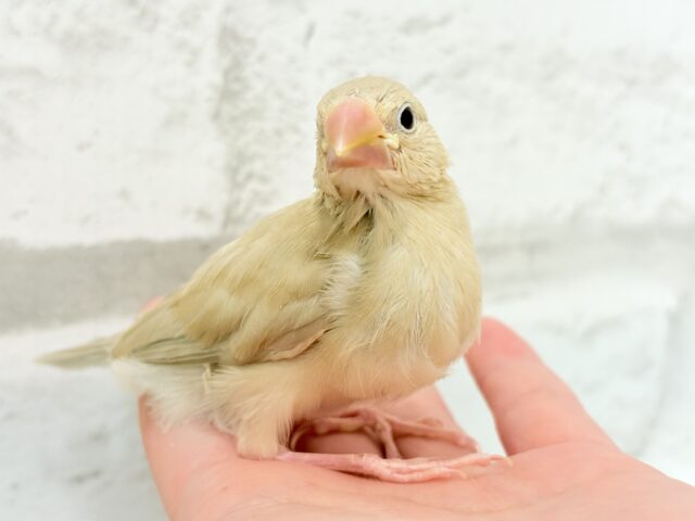 シナモン文鳥