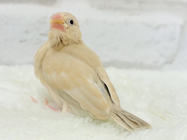 シナモン文鳥