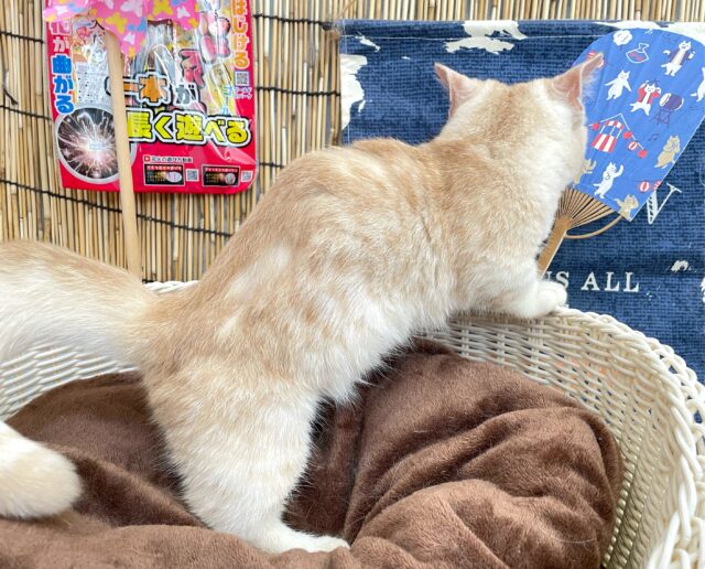 マンチカン